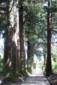諏訪神社杉並木